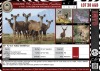 LOT 38A 4 X 60"- 64" Kudu Genetics LASARUS Albertinia (Pay per piece to take the lot)