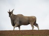 LOT 40 3 X Eland Cows LASARUS Albertinia (Pay per piece to take the lot) - 3