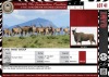 LOT 41 4 X Eland Family Group LASARUS Albertinia (Pay per piece to take the lot)