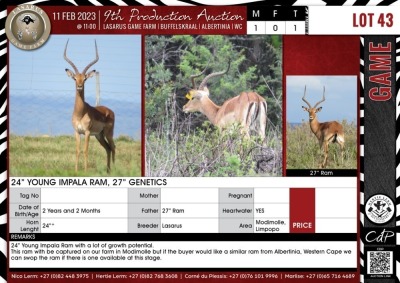 LOT 43 1 X 24" Young Impala Ram, 27" Genetics LASARUS Modimolle, Limpopo