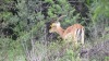 LOT 43 1 X 24" Young Impala Ram, 27" Genetics LASARUS Modimolle, Limpopo - 2