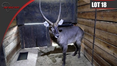 Waterbuck