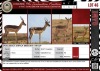 LOT 46 4 X Saddleback Impala Breeding Group LASARUS Albertinia (Pay per piece to take the lot)