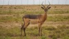 LOT 46 4 X Saddleback Impala Breeding Group LASARUS Albertinia (Pay per piece to take the lot) - 5