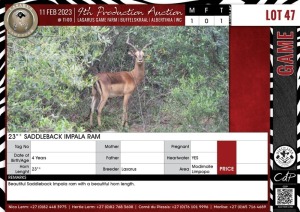 LOT 47 1 X 23"+ Saddleback Impala Ram LASARUS Modimolle, Limpopo