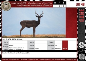 LOT 48 1 X 24" Black Impala Ram LASARUS Albertinia