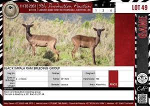 LOT 49 4 X Black Impala Breeding Group LASARUS Albertinia (Pay per piece to take the lot)