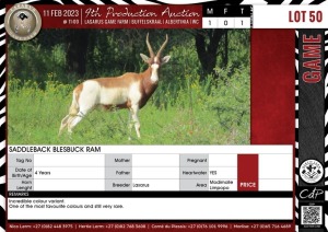 LOT 50 1 X Saddleback Blesbuck Ram Modimolle, Limpopo