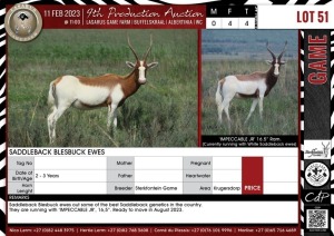 LOT 51 4 X Saddlebuck Blesbuck Ewes STERKFONTEIN GAME Krugersdorp (Pay per piece to take the lot)