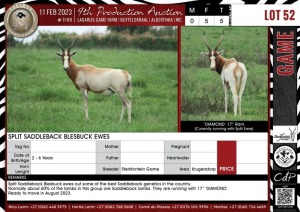 LOT 52 5 X Split Saddleback Blesbuck Ewes STERKFONTEIN GAME Krugersdorp (Pay per piece to take the lot)