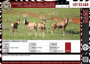 LOT 53A 5 X Blesbuck Breeding Group LASARUS Albertinia (Pay per piece to take the lot)