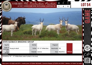 LOT 54 5 X White Blesbuck Breeding Group LASARUS Albertinia (Pay per piece to take the lot)