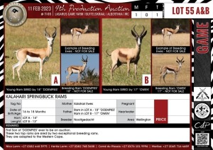 LOT 55A 1 X Kalahari Springbuck Ram NOOITGEDACHT Wellington