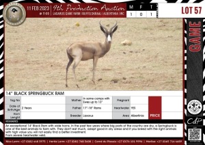 LOT 57 1 X 14'' Black Springbuck Ram LASARUS Albertinia (Pay per piece to take the lot)