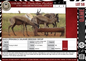 LOT 58 5 X Black Springbuck Kalahari Breeding Group LASARUS Albertinia (Pay per piece to take the lot)