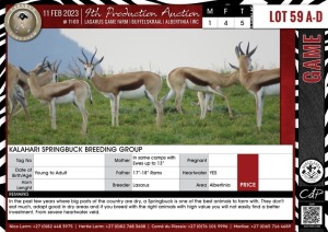 LOT 59A 5 X Kalahari Springbuck Breeding Group LASARUS Albertinia (Pay per piece to take the lot)