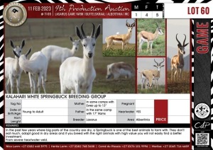 LOT 60 5 X Kalahari White Springbuck Breeding Group LASARUS Albertinia (Pay per piece to take the lot)