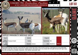 LOT 61 3 X Dappled Springbuck Breeding Group LASARUS Albertinia (Pay per piece to take the lot)