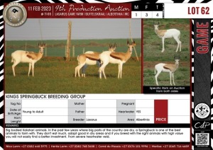 LOT 62 4 X Kings Springbuck Breeding Group LASARUS Albertinia (Pay per piece to take the lot)