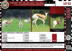 LOT 63 2 X Kings Springbuck Breeding Group LASARUS Modimolle, Limpopo (Pay per piece to take the lot)