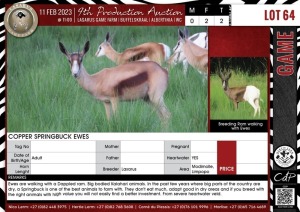 LOT 64 2 X Copper Springbuck Ewes LASARUS Modimolle, Limpopo (Pay per piece to take the lot)