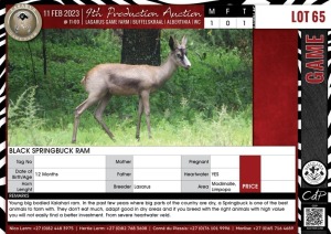 LOT 65 1 X Black Springbuck Ram LASARUS Modimolle, Limpopo