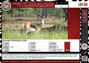 LOT 66 1 X Kalahari Springbuck Ram LASARUS Modimolle, Limpopo