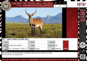 LOT 67 1 X 28"+ Wide Horn Lechwe Bull LASARUS Albertinia