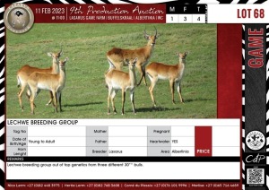 LOT 68 4 X Lechwe Breeding Group LASARUS Albertinia (Pay per piece to take the lot)