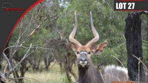 Nyala