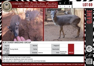 LOT 69 2 X Blue Duiker Breeding Group LASARUS Modimolle, Limpopo (Pay per piece to take the lot)