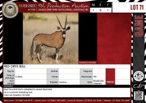 LOT 71 1 X Red Oryx Bull LASARUS Modimolle, Limpopo