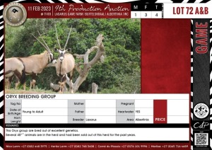 LOT 72B 4 X Oryx Breeding Group LASARUS Albertinia (Pay per piece to take the lot)