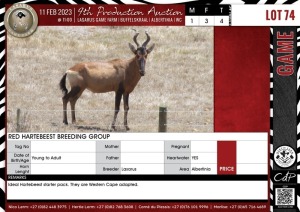 LOT 74 4 X Red Hartebeest Breeding Group LASARUS Albertinia (Pay per piece to take the lot)