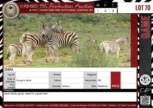 LOT 70 3 X Zebra LASARUS Albertinia (Pay per piece to take the lot)