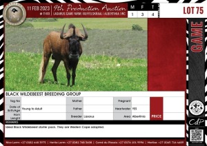 LOT 75 4 X Black Wildebeest Breeding Group LASARUS Albertinia (Pay per piece to take the lot)