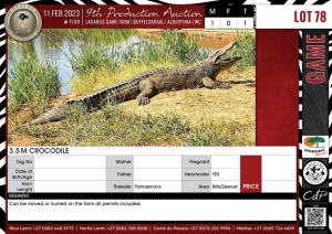 LOT 78 A 1 X 3.5 M Crocodile PAMAENONS Brits/Zeerust