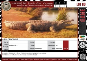 LOT 80 1 X 4.2 M Crocodile PAMAENONS Brits/Zeerust