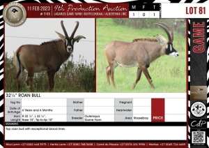 LOT 81 1 X 32 ¼" Roan Bull QUTENIQUA GAME FARM Mosselbay