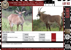 LOT 82 2 X Two Roan Cows QUTENIQUA GAME FARM Mosselbay (Pay per piece to take the lot)