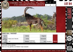 LOT 84 1 X Sable Bull 'RAGNER' QUTENIQUA GAME FARM Mosselbay