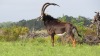 LOT 84 1 X Sable Bull 'RAGNER' QUTENIQUA GAME FARM Mosselbay - 2