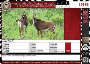 LOT 85 3 X Sable Bulls QUTENIQUA GAME FARM Mosselbay (Pay per piece to take the lot)