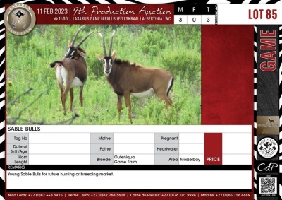 LOT 85 3 X Sable Bulls QUTENIQUA GAME FARM Mosselbay (Pay per piece to take the lot)