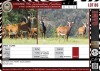 LOT 86 3 X Sable Cows QUTENIQUA GAME FARM Mosselbay (Pay per piece to take the lot)