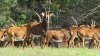 LOT 86 3 X Sable Cows QUTENIQUA GAME FARM Mosselbay (Pay per piece to take the lot) - 2