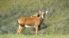 LOT 87 3 X Sable Heifers QUTENIQUA GAME FARM Mosselbay (Pay per piece to take the lot) - 2