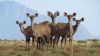 LOT 38A 4 X 60"- 64" Kudu Genetics LASARUS Albertinia (Pay per piece to take the lot) - 2