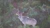 LOT 38A 4 X 60"- 64" Kudu Genetics LASARUS Albertinia (Pay per piece to take the lot) - 4