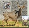 LOT 38A 4 X 60"- 64" Kudu Genetics LASARUS Albertinia (Pay per piece to take the lot) - 5